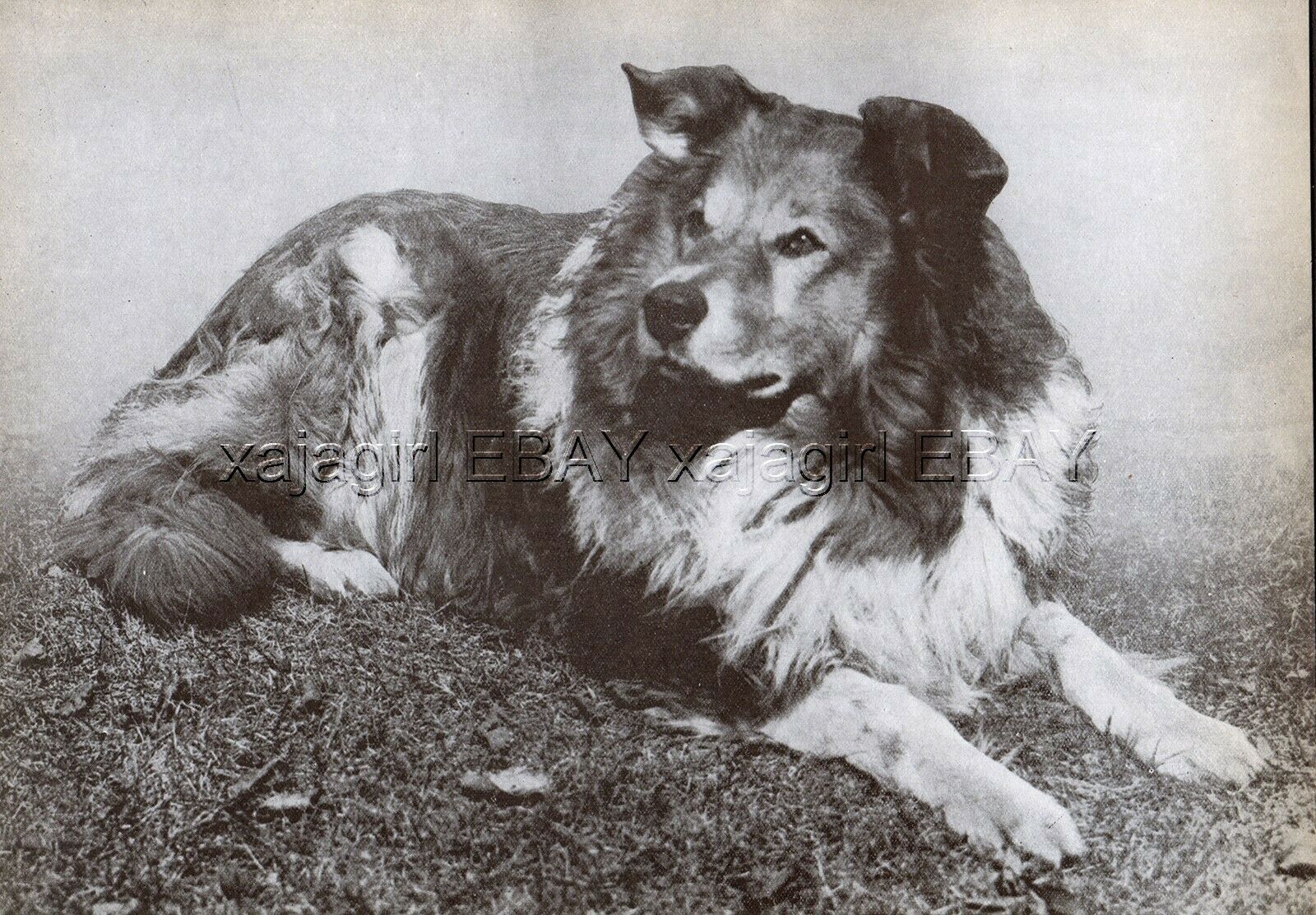 Dog Border Collie Foundation Breed Working Colley, Vintage Print 1930s
