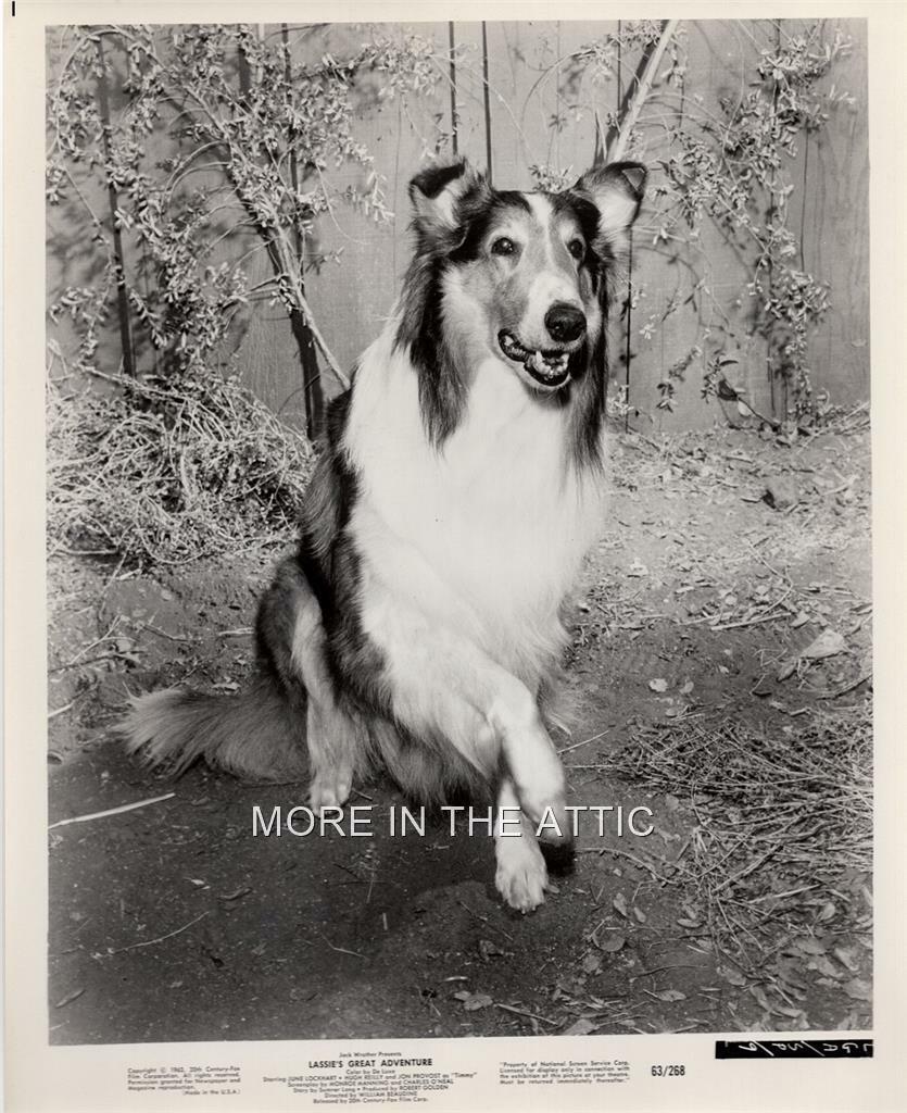 Border Collie Lassie And His Great Adventure Orig Vintage Film Still #3